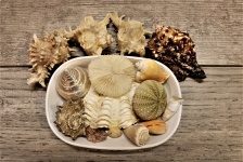 Seashell Collection On Wood