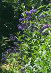 Shrub With Purple Flowers