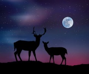 Silhouette Deer Aurora Sky