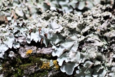 Silver Lichens And Moss Close-up