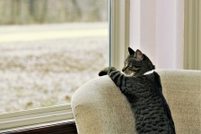 Silver Tabby Cat Looking Out Window
