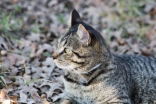 Silver Tabby Cat Profile