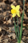 Single Yellow Daffodil In Leaves