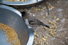 Small Bird On The Edge Of A Bowl