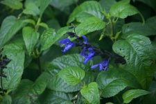 Small Blue Flowers And Green Leaves
