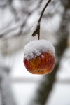 Snow Covered On An Apple