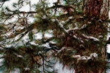 Snow On Pine Tree Branches