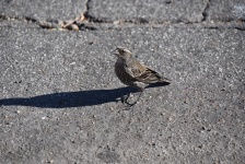 Song Sparrow On Asphalt