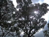 Sparkling Sun Through Branches