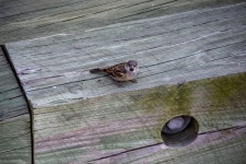 Sparrow On The Deck