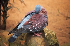 Speckled Pigeon Preening Feathers