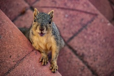 Squirrel Greets On Step