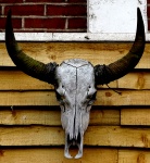Steer Cow Bull Skull Horns