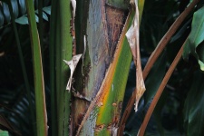Stem Of Large Tropical Plant