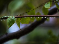 String Of Droplets On Stick