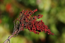 Sumac Berries In Fall Close-up