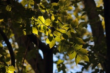 Sun On Leaves Of White Stinkwood
