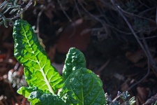 Sunlight Behind Spinach Leaves