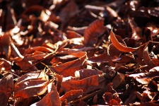 Sunlight On Russet Pecan Leaves