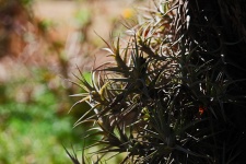 Sunlight On Spiky Epiphyte Plant
