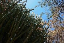 Sunlight On Tall Euphorbia Cactus