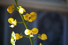 Sunlight On Yellow Orchid Flowers