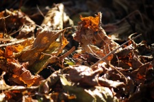 Sunlit Dry Crumpled Amber Leaves