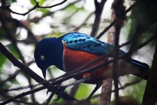 Superb Starling In A Tree