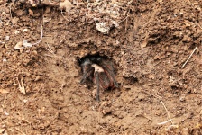 Tarantula Spider Entering Burrow