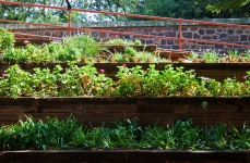 Terraced Walls With Plant Beds