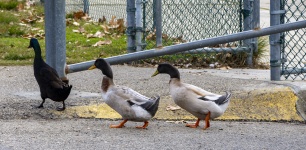 Three Ducks Walking