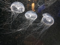 Three Translucent Jellyfish