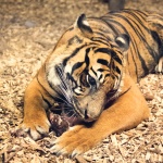 Tiger Eating