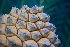 Tip Of Female Cone On A Cycad Tree