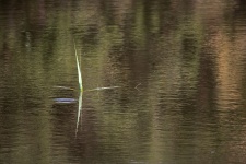 Tip Of Reed Reflecting In Water