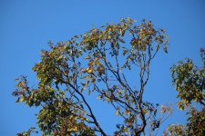 Top Of Japanese Raisin Tree