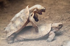 Tortoises Mating