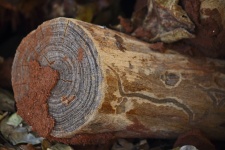 Tree Stump Showing Insect Activity