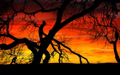 Tree Sunset Silhouette