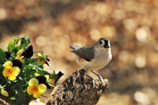 Tufted Titmouse And Pansies