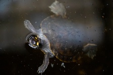 Turtle Breathing In Water