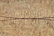 Twisted Barbed Wire Background