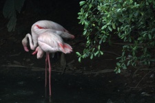 Two Flamingo In Water