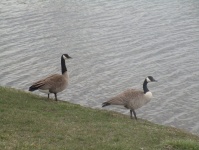 Two Geese Staring Into The Land