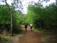 Two Hikers In Path With Trees