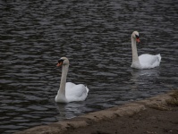 Two Swans On Lake