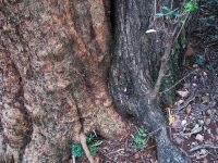 Two Tree Trunks Growing Together