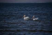 Two White Pelicans