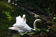 Two White Swans At A Pond's Edge
