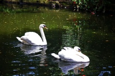 Two White Swans Swimming Around